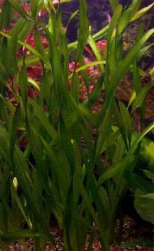 Vallisneria americana var. biwaensis